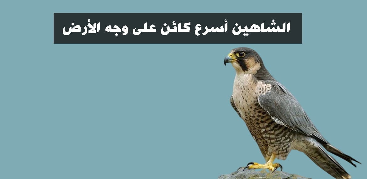 الشاهين أسرع كائن على وجه الأرض