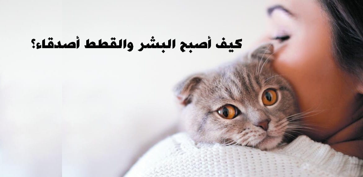 كيف أصبح البشر والقطط أصدقاء؟