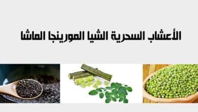 صورة الأعشاب السحرية الشيا المورينجا الماشا