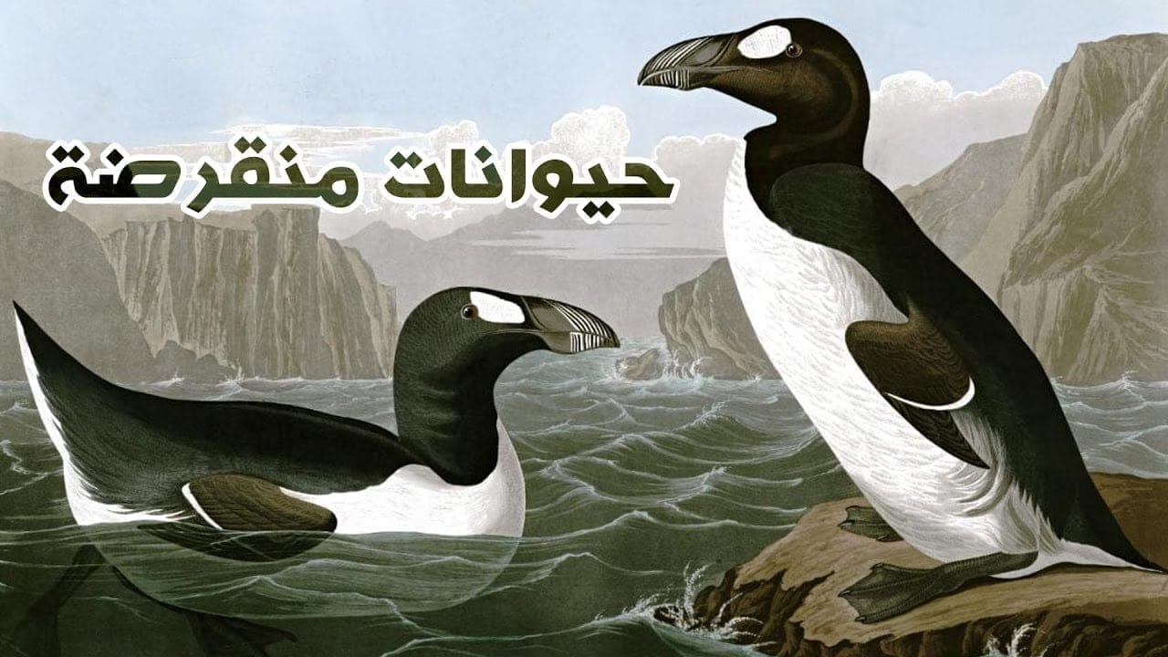 عشر من الحيوانات اصطادها البشر حتى انقرضت