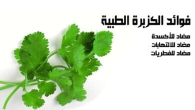 صورة فوائد الكزبرة الطبية المضادة للأكسدة