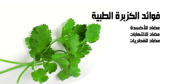فوائد الكزبرة الطبية المضادة للأكسدة