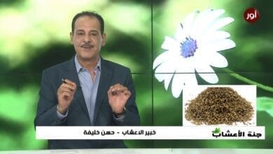 صورة أهم وأفضل فوائد حب اليانسون