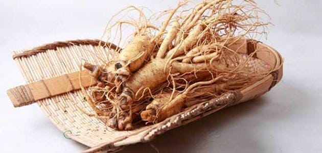 استعمالات وفوائد نبات الجنسنج للرجال