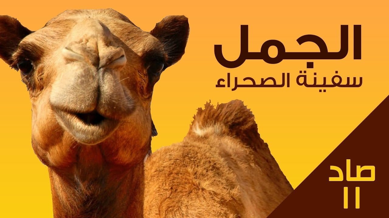 الجمل وكيف يستطيع العيش في الصحراء