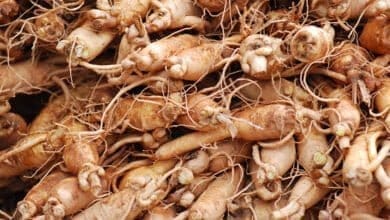 صورة فوائد الجنسنج وموانع استعماله