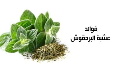 صورة فوائد عشبة البردقوش