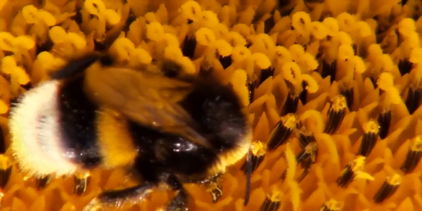 لماذا يقوم نحل العسل بصناعة العسل؟