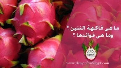 صورة ما هي فاكهة التنين Dragon Fruit