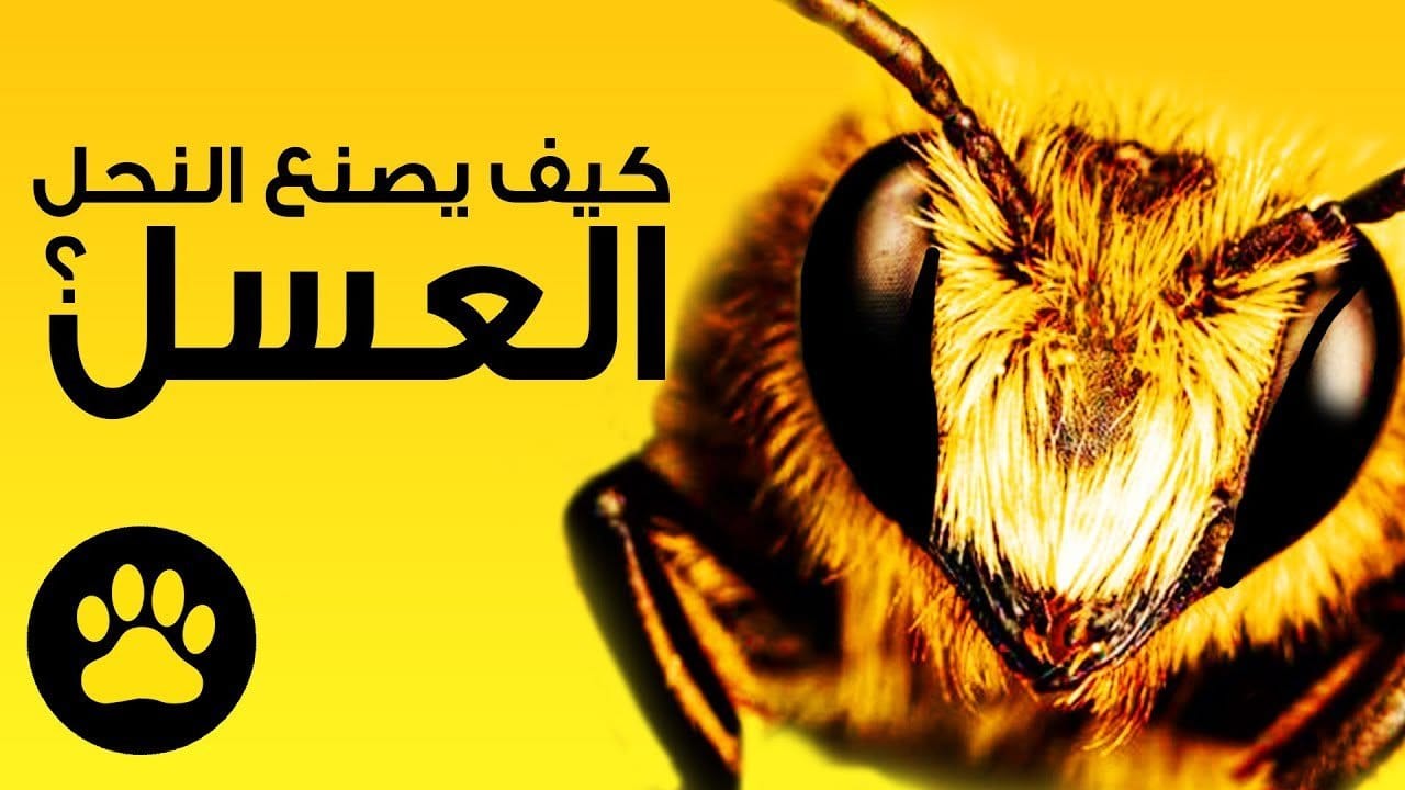 نحل العسل وكيف يصنع العسل