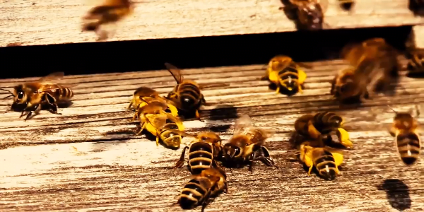 هل اكتشف الإنسان قديماً فوائد نحل العسل
