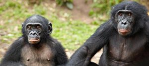 البونوبو الشمبانزي القزم