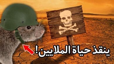 صورة الفئران العملاقة تنقذ حياة ملايين البشر