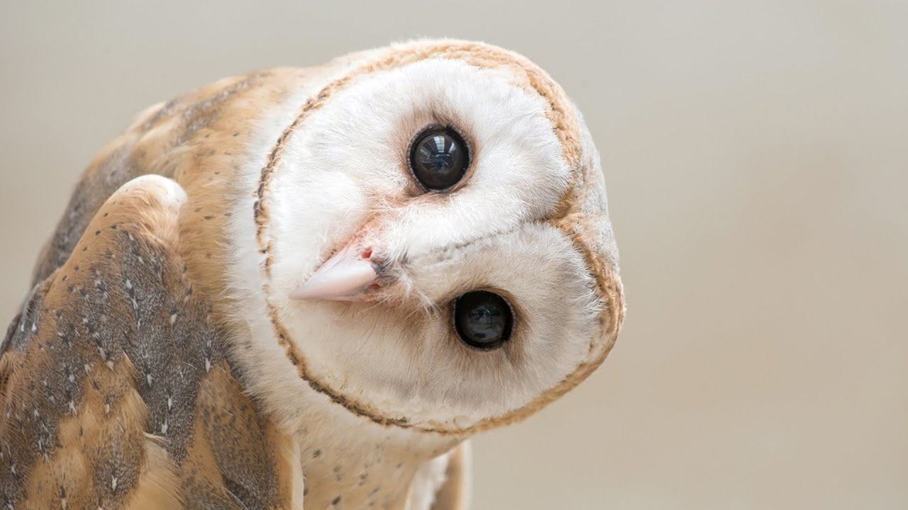 عشرة حقائق عن البوم