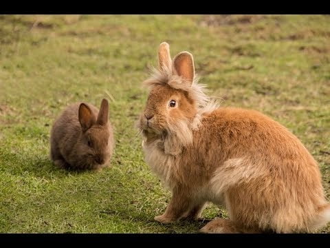 ما هي سلالات الأرانب الأصيلة