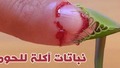 صورة أشهر النباتات المفترسة حول العالم