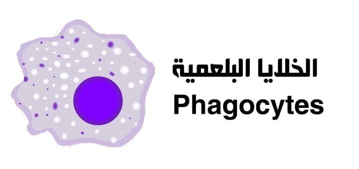 الخلايا البلعمية Phagocytes