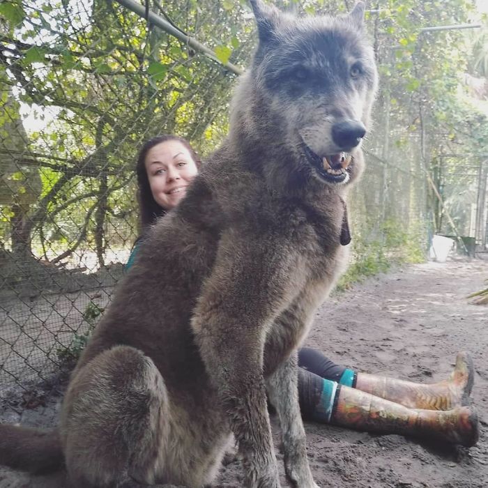 الكلب الذئب