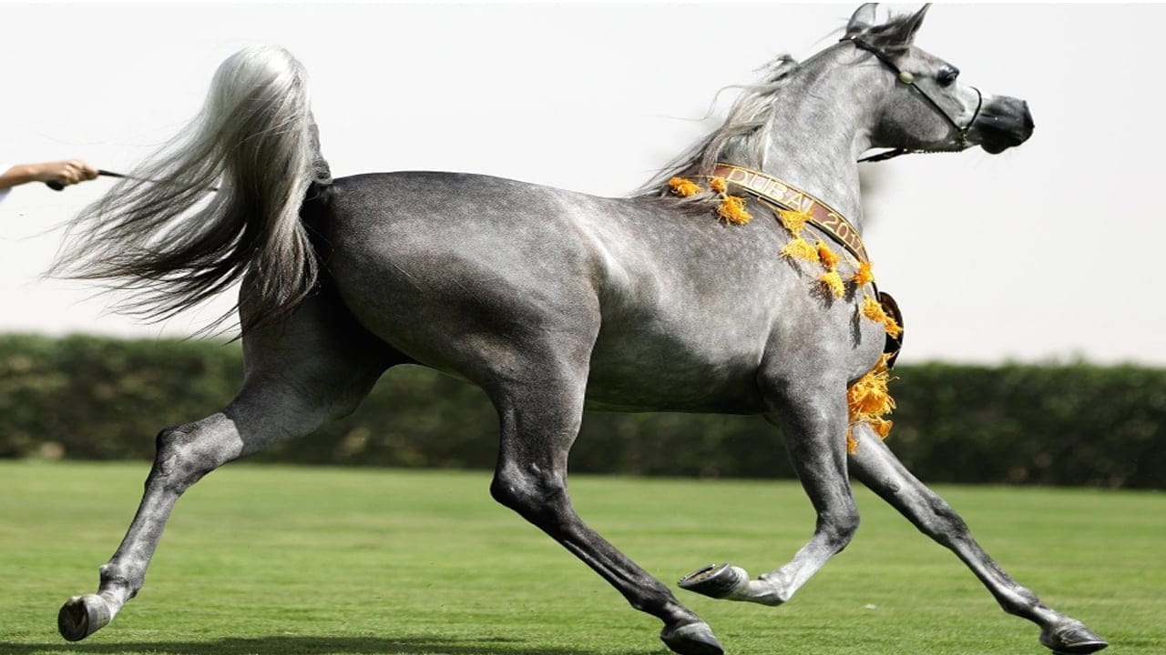 صفات الخيل العربي