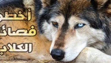 صورة عشر فصائل من أخطر الكلاب في العالم