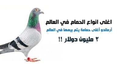 صورة اغلى انواع الحمام في العالم وافضلها