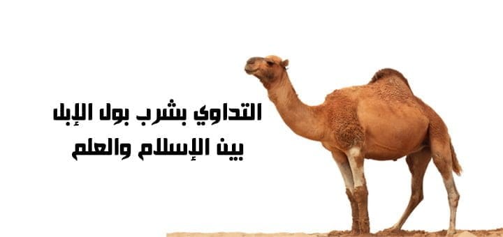 التداوي بشرب بول الإبل بين الإسلام والعلم