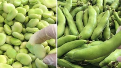 صورة طريقة تخزين الفول الأخضر في الثلاجة