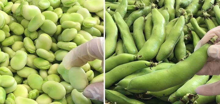 طريقة تخزين الفول الأخضر في الثلاجة