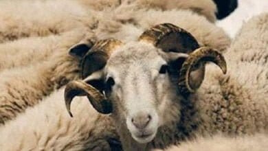 صورة أضاحي العيد وفيروس كورونا