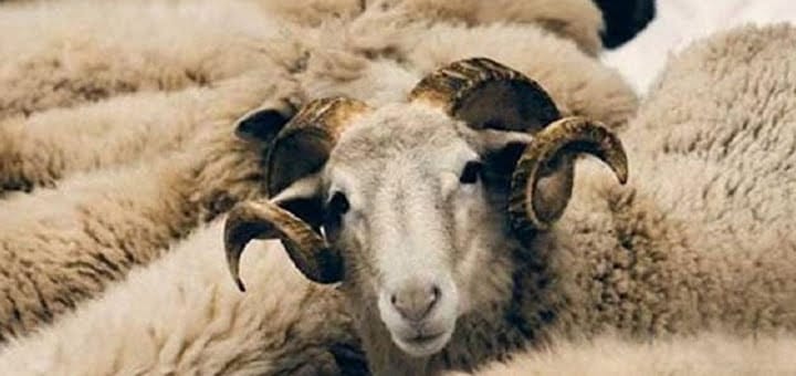 أضاحي العيد وفيروس كورونا