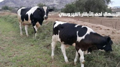 صورة الإسهال لدى الأبقار الفيروسي