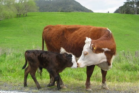 الإسهال لدى الأبقار وتكوين الفيروس