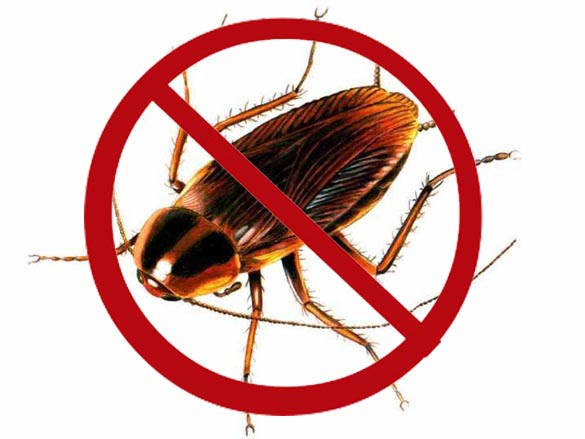 التخلص من الصراصير المنزلية بالمبيدات