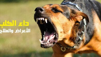 صورة داء الكلب الأعراض والعلاج وتعريف شامل
