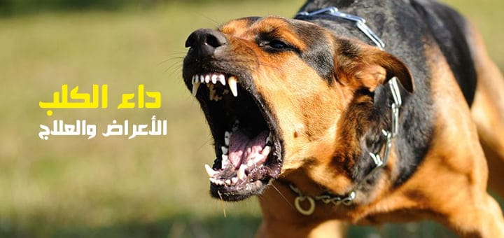 داء الكلب الأعراض والعلاج وتعريف شامل