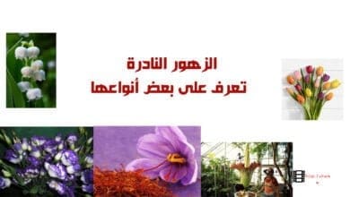 صورة الزهور النادرة تعرف على بعض أنواعها
