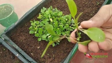 صورة تعلم زراعة الفول وطرق التسميد في المنزل