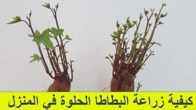 صورة زراعة البطاطا الحلوة في المنزل