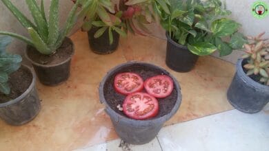 صورة زراعة الطماطم بالمنزل بأسهل الطرق