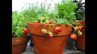 صورة زراعة الفراولة بأفضل الطرق في المنزل