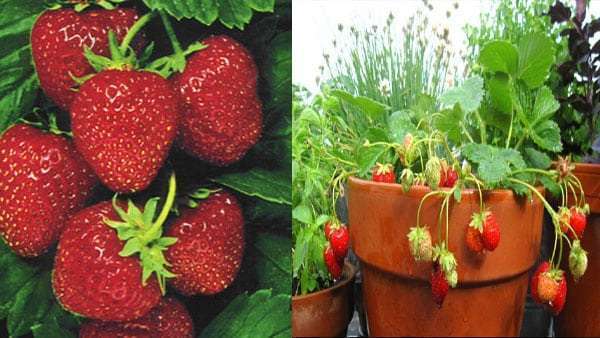 زراعة الفراولة في المنزل