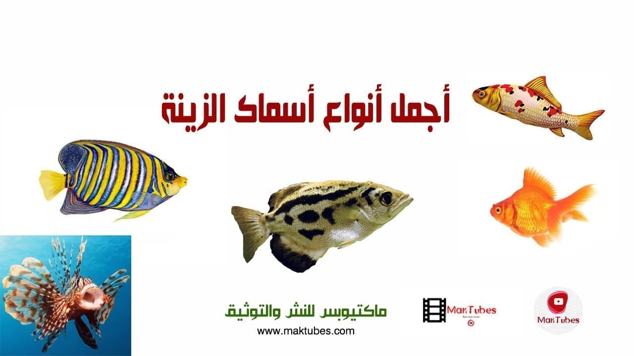 أجمل أنواع أسماك الزينة