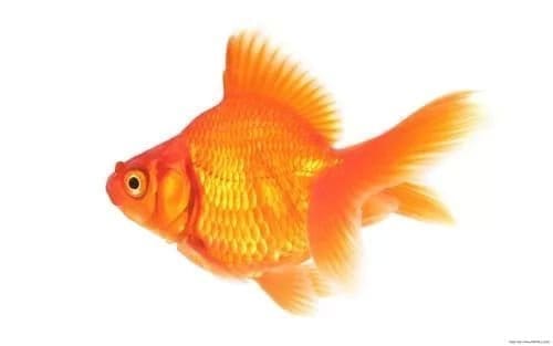 السمكة الذهبية