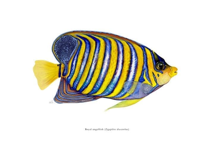 سمكة الملاك