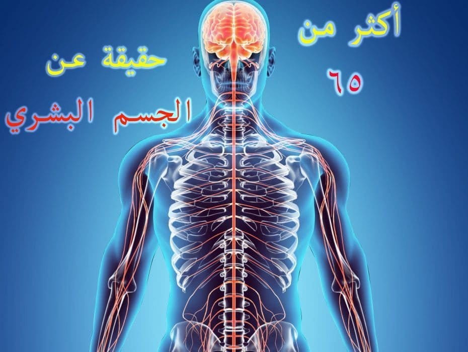 أكثر من 65 حقيقة عن الجسم البشري، لن تستطيع ان تتخيلها !