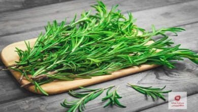 صورة فوائد اكليل الجبل | كيف يتم استخدامه لنمو الشعر و معالجة تقرحات الفم؟