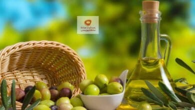 صورة زيت الزيتون الأصلي | كيف تعرف زيت الزيتون الاصلي من المغشوش