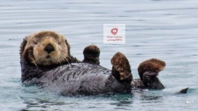 صورة قنديل البحر والزغب وغيرها، لو دست على هذا الكائن البحري فسارع لطلب المساعدة