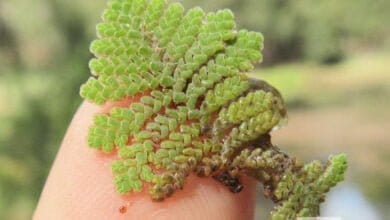 صورة الازولا | ما هي؟ وما الفائدة منها؟ وكيف نحصل على اعلى انتاجية؟