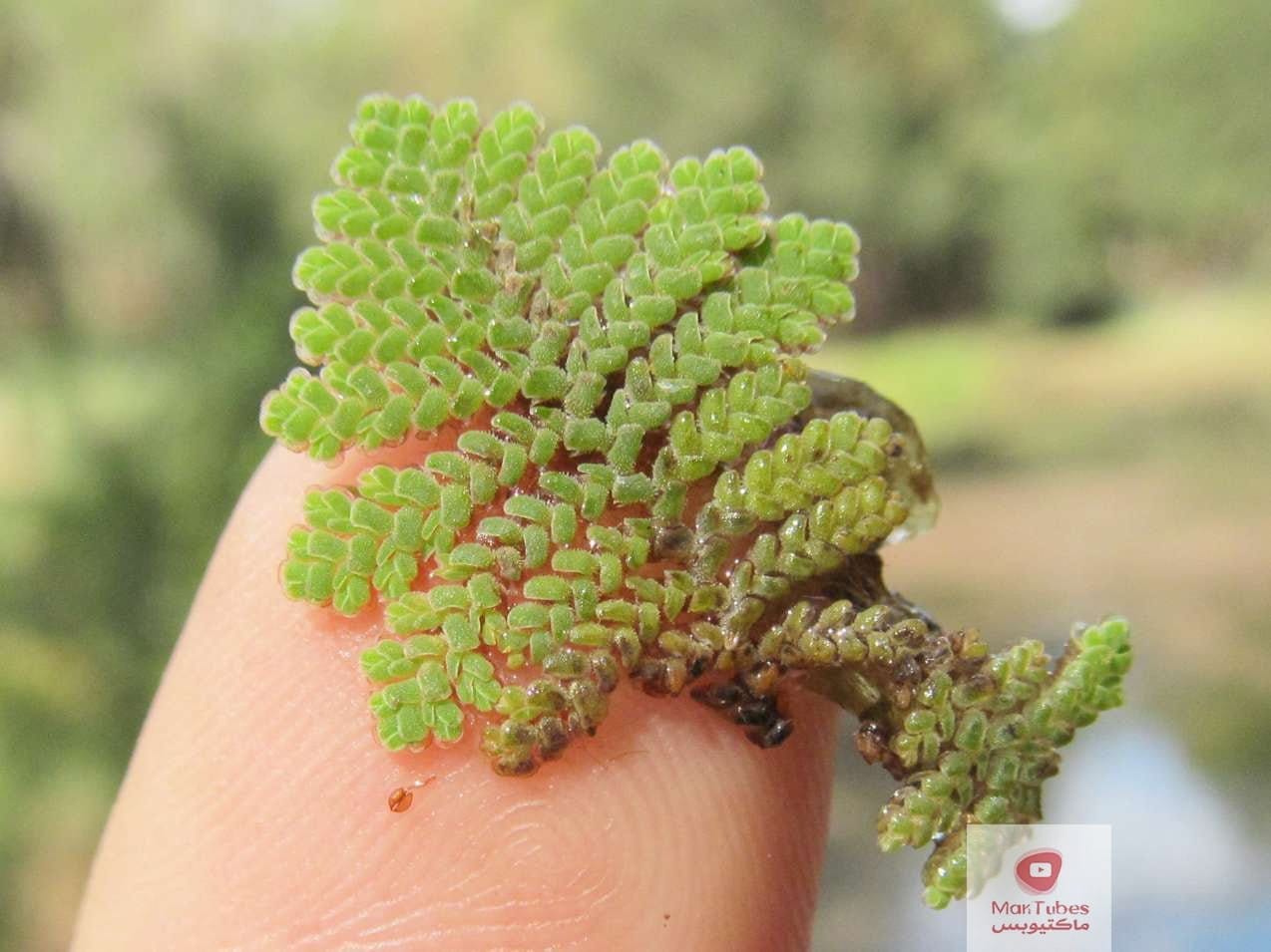 الازولا | ما هي؟ وما الفائدة منها؟ وكيف نحصل على اعلى انتاجية؟